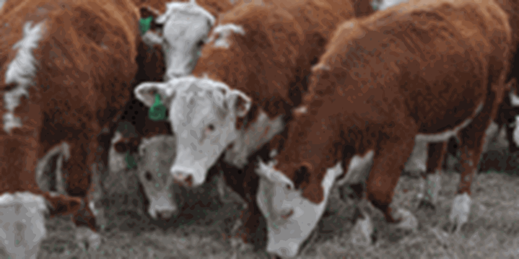 25 And Up Cattle Range