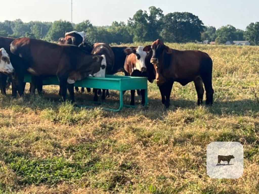 Cattle Range Listing Photo