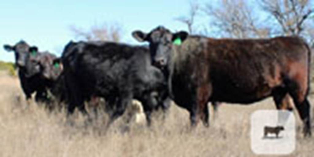 10 Angus Cows... Central TX (1)