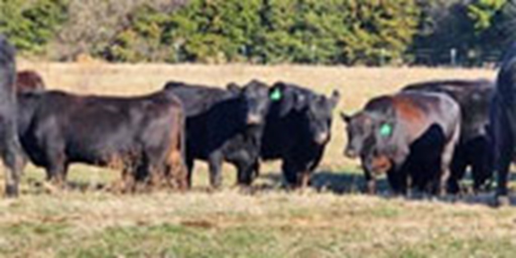 120 Angus Cross Cows... Central MO