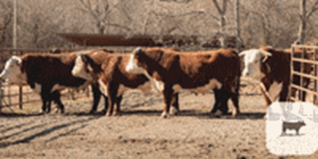15 Hereford Bulls… Southwest MO