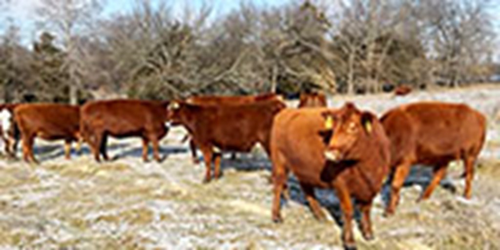 40 Red Angus & RWF Cows... Southwest MO