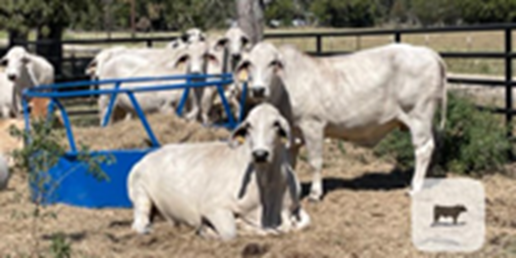 7 Reg. Brahman Cows... East TX