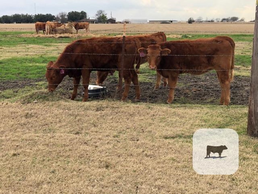 Cattle Range Listing Photo