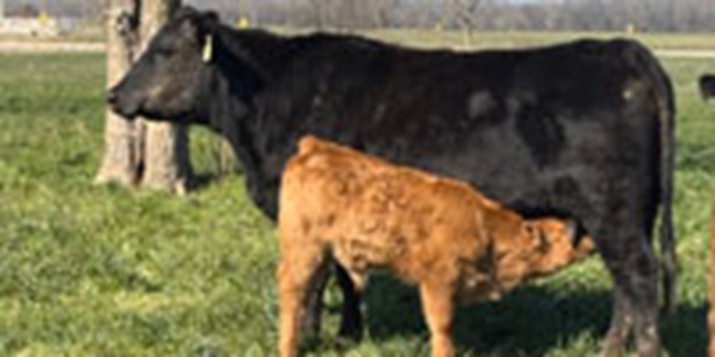 89 Angus, Red Angus & Charolais Cows w/50+ Calves... Northeast TX