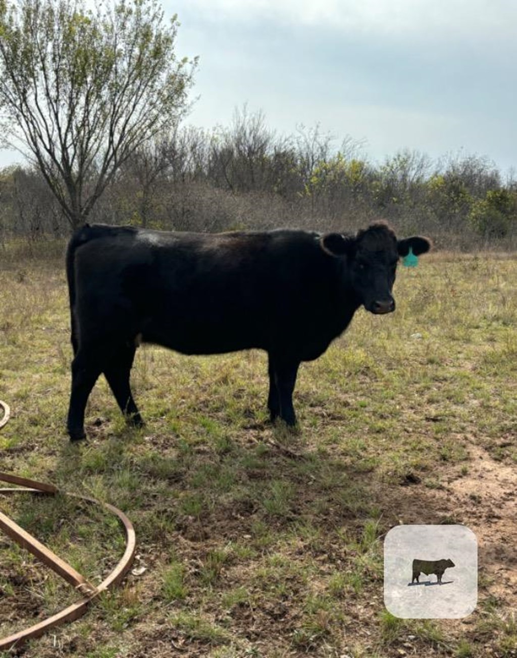 Cattle Range Listing Photo