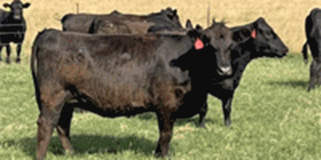 100 Angus & 'BWF' Cows w/ 75+ Calves... Northeast GA