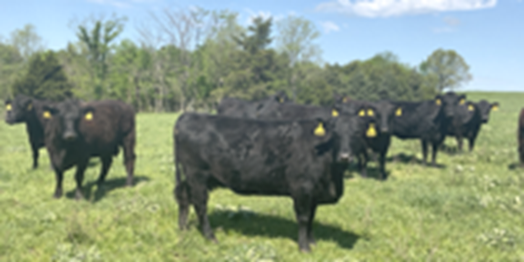 41 Angus & Black Baldy Cows... Southwest MO