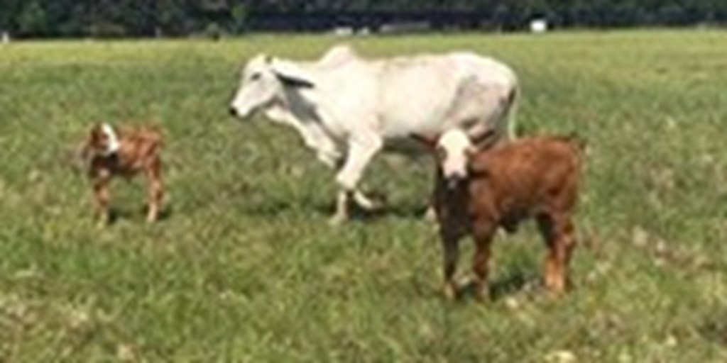 23 Brahman Cows w/ 18+ Calves... Southwest AR