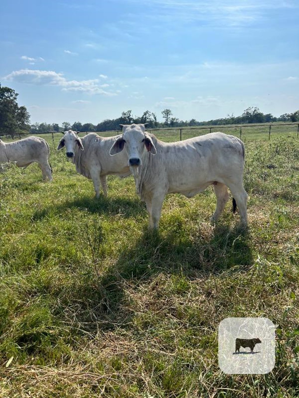 Cattle Range Listing Photo