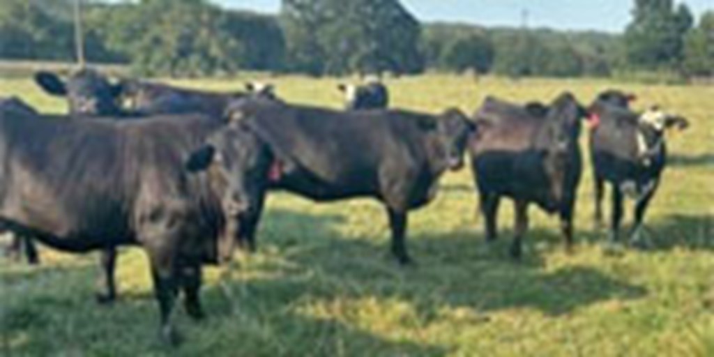 50 Brangus & Brangus Baldy Bred Heifers... Southeast OK