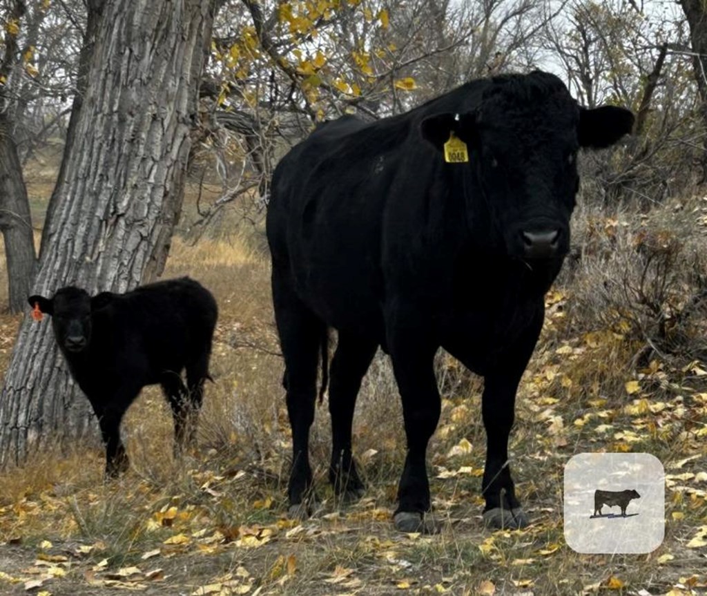 Cattle Range Listing Photo