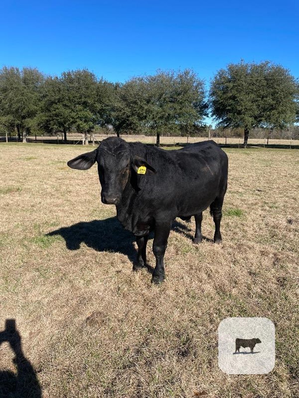 Cattle Range Listing Photo