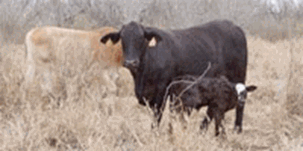 10 Brangus 1st-Calf Heifers w/2+ Calves... South TX
