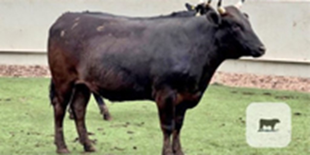 5 Wagyu & Wagyu Cross Feeder Cattle... Central TX