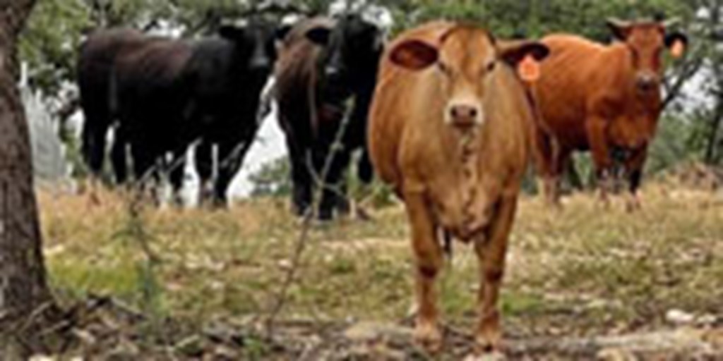 6 Beefmaster & Beefmaster/Brangus Rep. Heifers... W. Central TX
