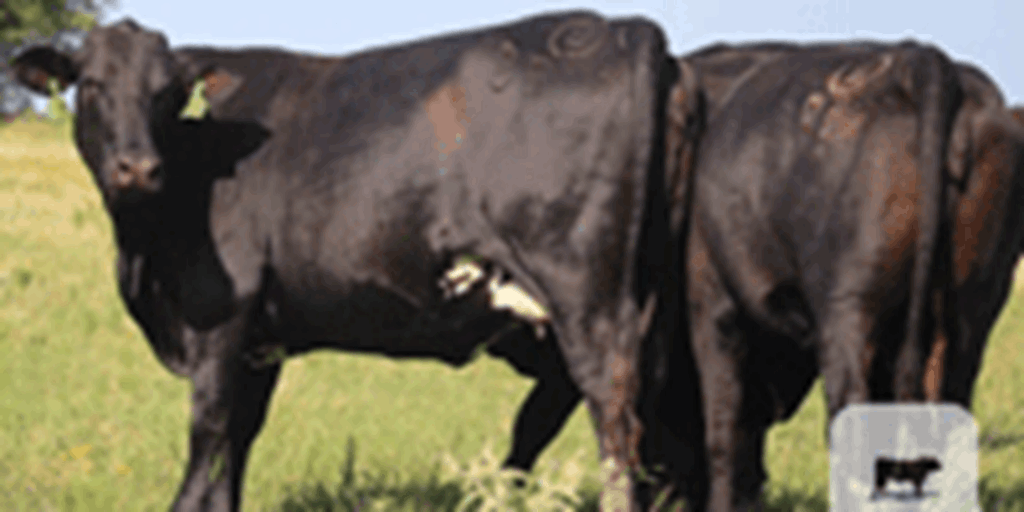 64 Brangus Cows... Northeast TX
