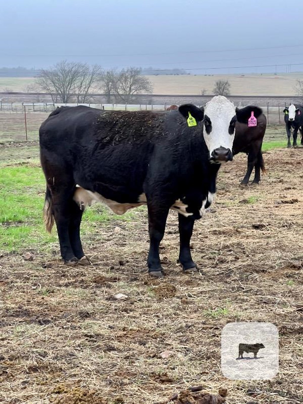 Cattle Range Listing Photo