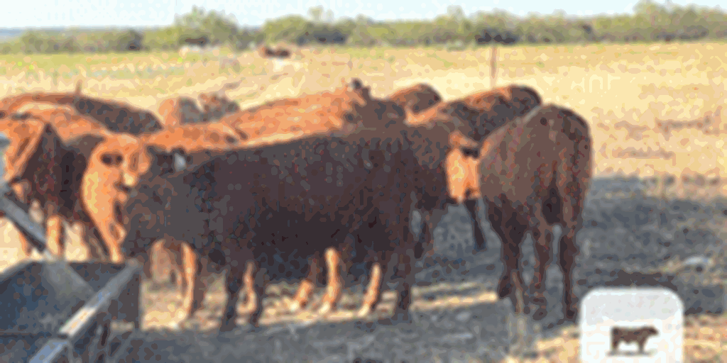30 Red Angus Bred Heifers... North TX ~ BVD-PI Neg.