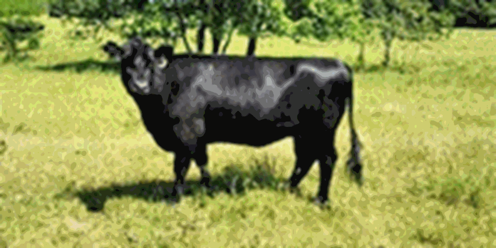 50 Angus and Black Baldy Cows w/ 2+ Calves... Central AR