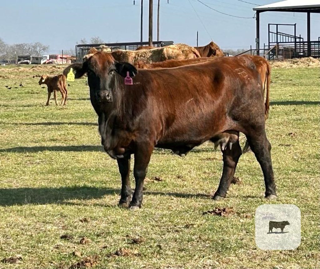 Cattle Range Listing Photo