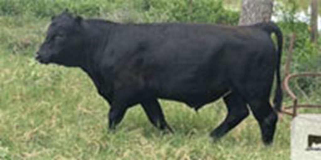 4 Reg. Simmental & SimAngus Bulls... S. Central TX