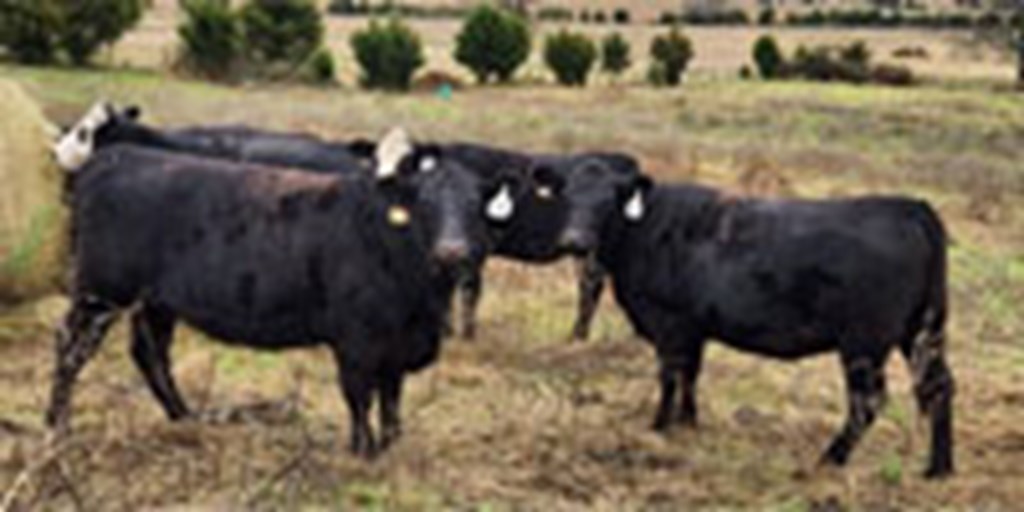48 Angus & Black Baldy Bred Heifers... Central AR