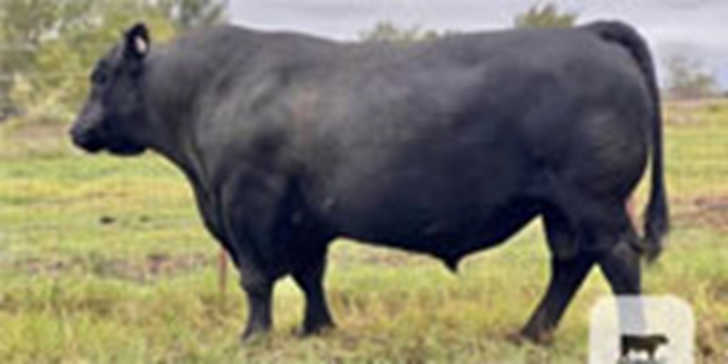 1 Reg. Angus Bull... North TX