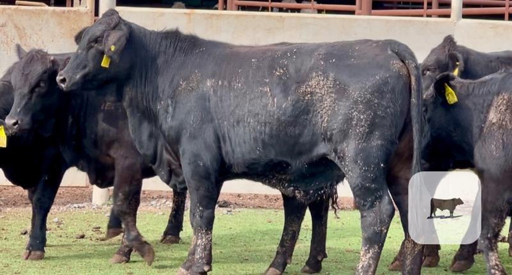 Cattle Range Listing Photo