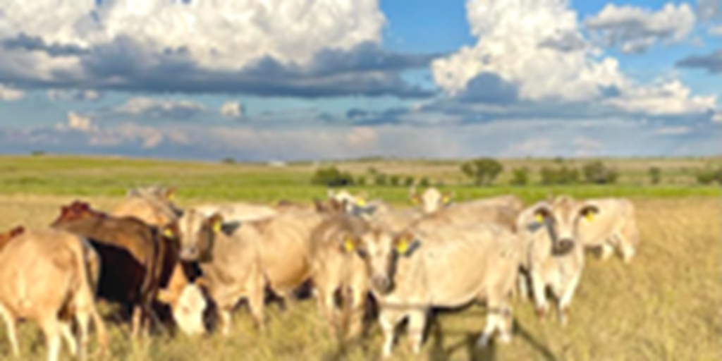 25 Charolais Cross Cows w/ 5+ Calves... Central TX