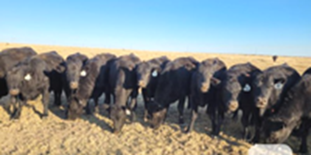 53 Angus Bred Heifers... Southeast CO
