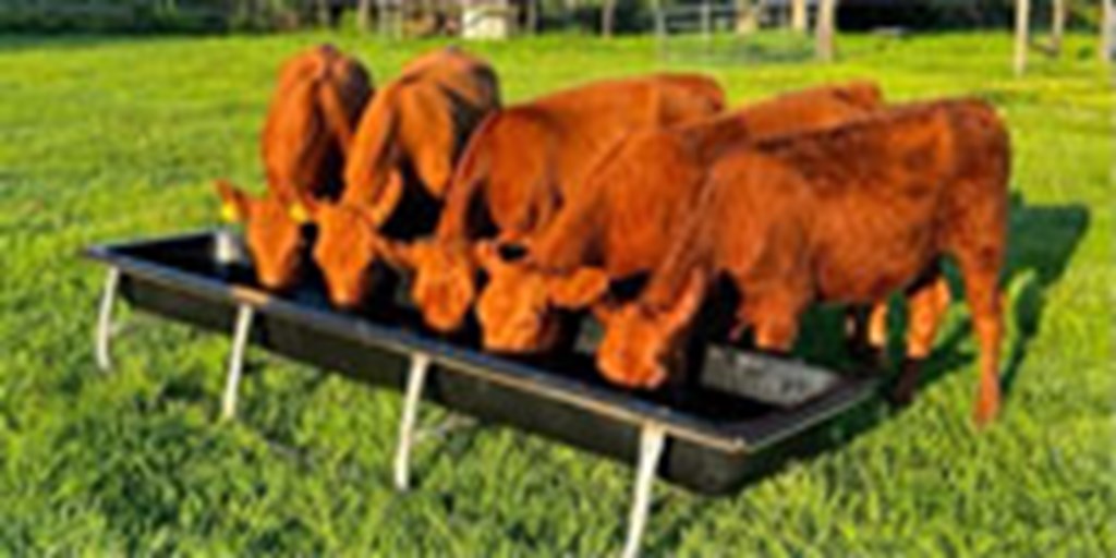 5 Red Angus Rep. Heifers... Central FL