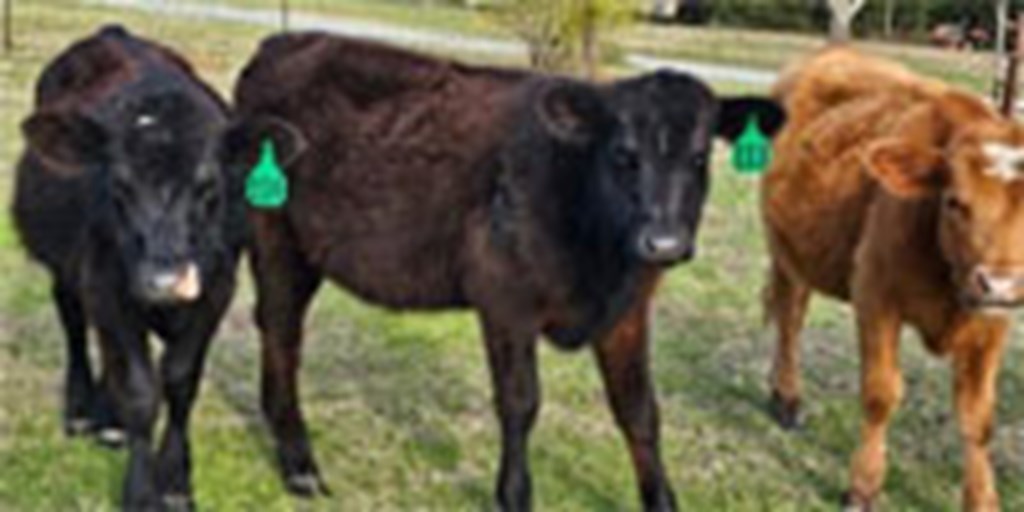 6 Angus/Red Angus Rep. Heifers... Central AL