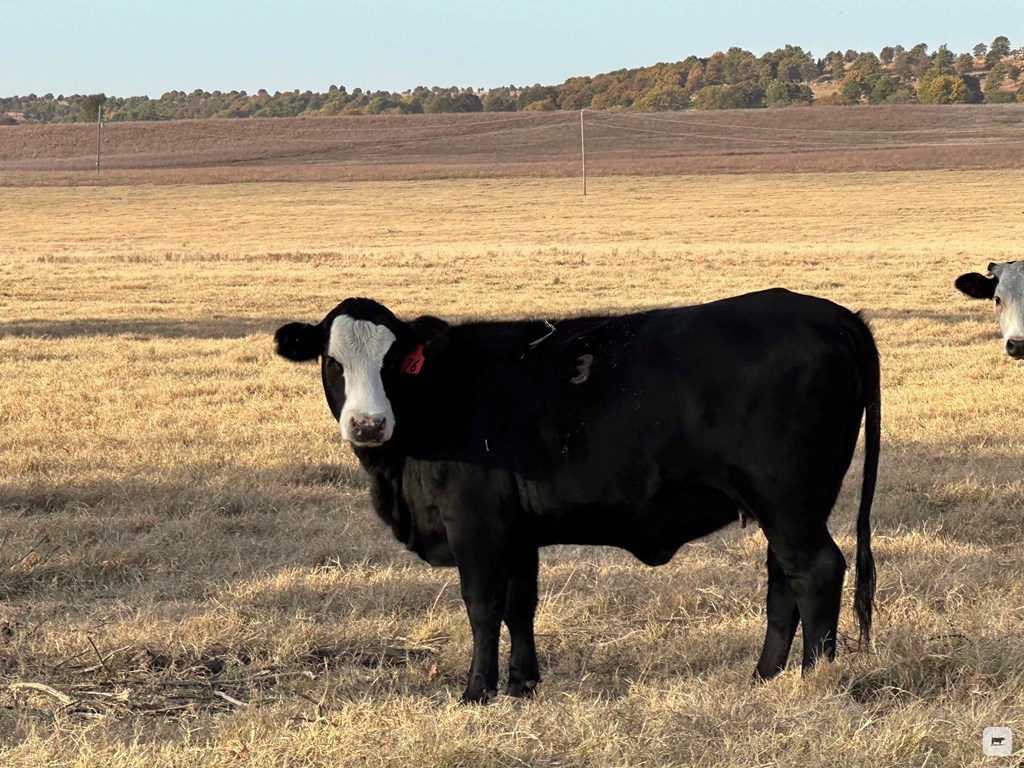 Cattle Range Listing Photo