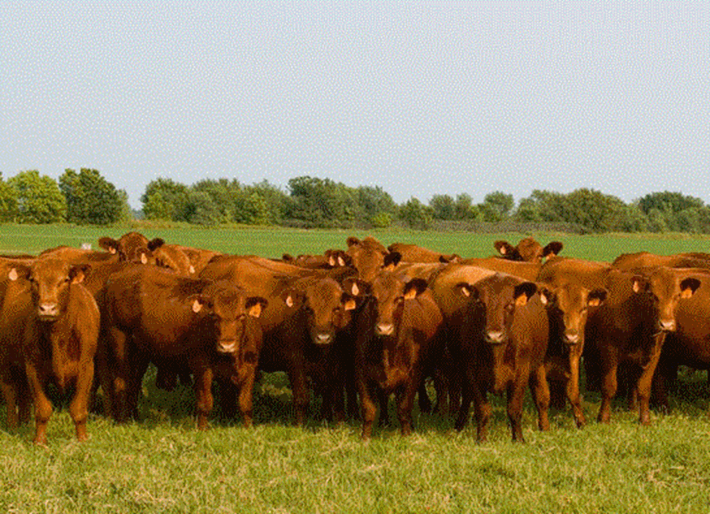 USDA Livestock & Poultry Outlook: June 2024
