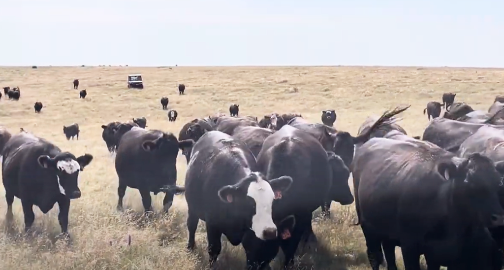 Cattle Range Listing Photo