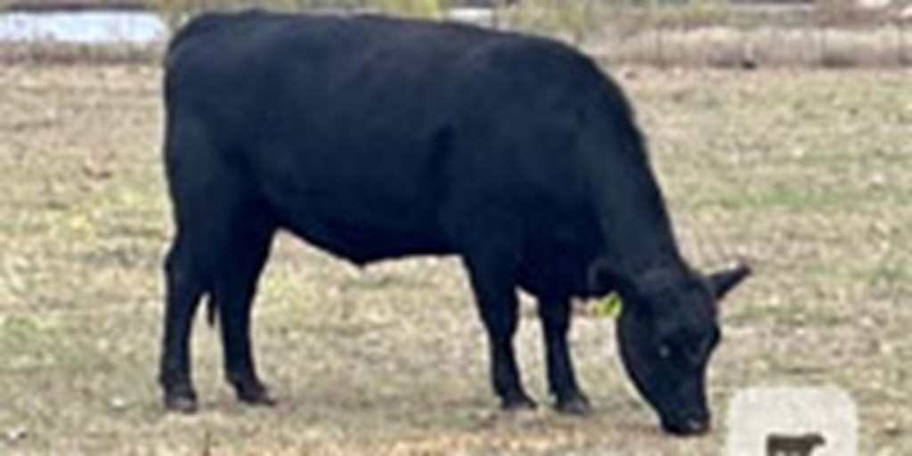 12 Angus/Brangus & BMF Cows w/ 1+ Calves... Central TX