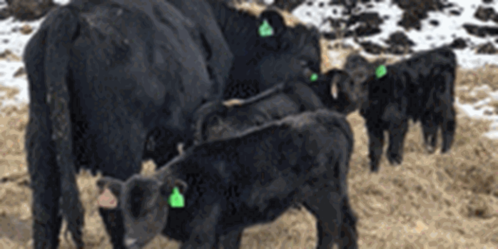27 Balancer 1st & 2nd-Calf Heifers w/ 10+ Calves... Northwest AR