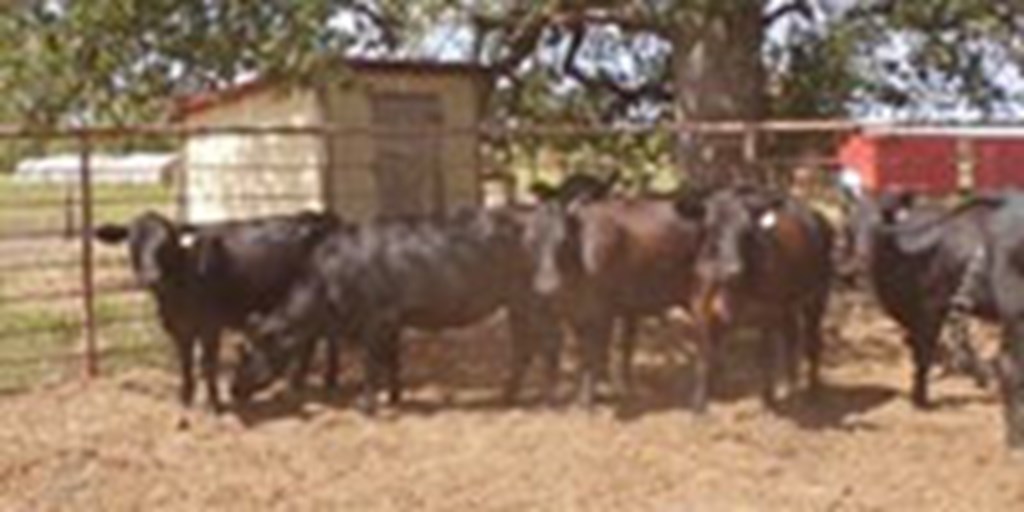 10 Angus Bred Heifers... S. Central TX