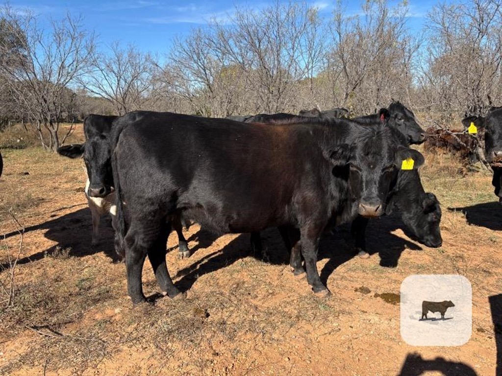 Cattle Range Listing Photo