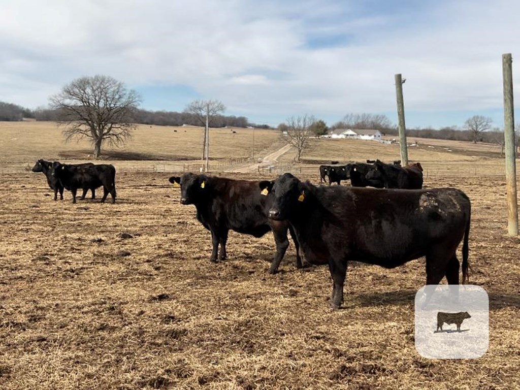 Cattle Range Listing Photo