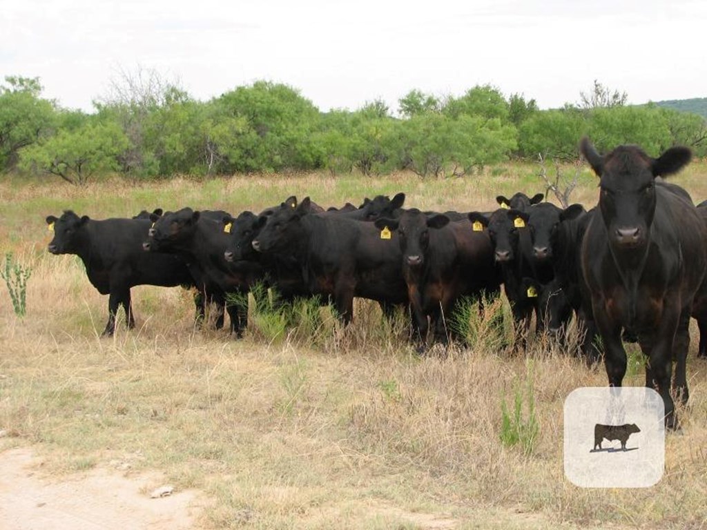 Cattle Range Listing Photo