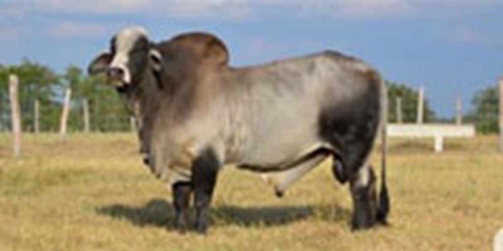 1 Reg. Brahman Bull... S. Central TX