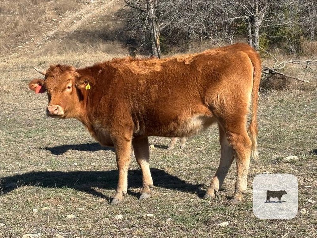 Cattle Range Listing Photo