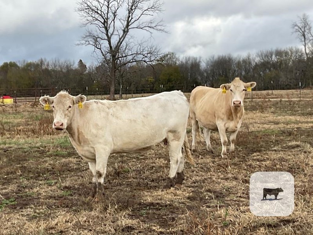 Cattle Range Listing Photo