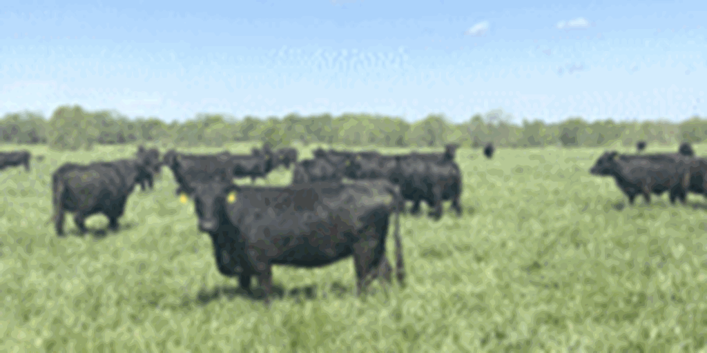 560	Angus & BWF Cows... Southwest MO