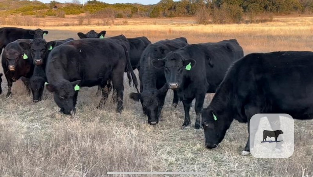 Cattle Range Listing Photo