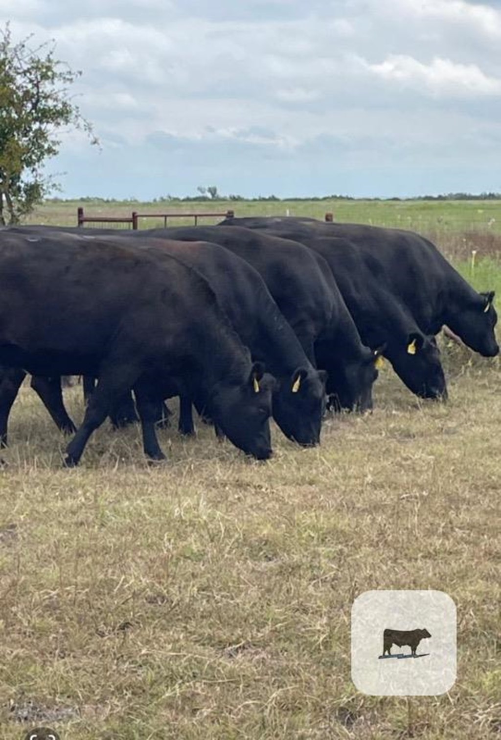 Cattle Range Listing Photo