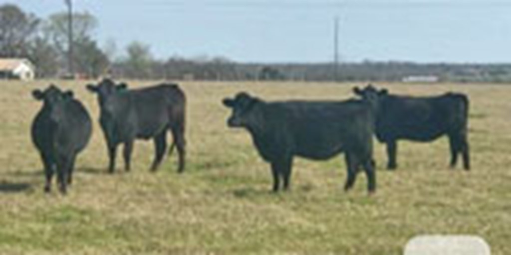 4 Angus Bred Heifers... Central TX