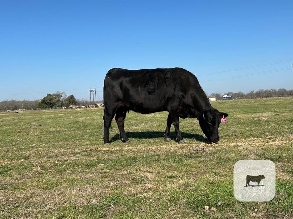 Cattle Range Listing Photo